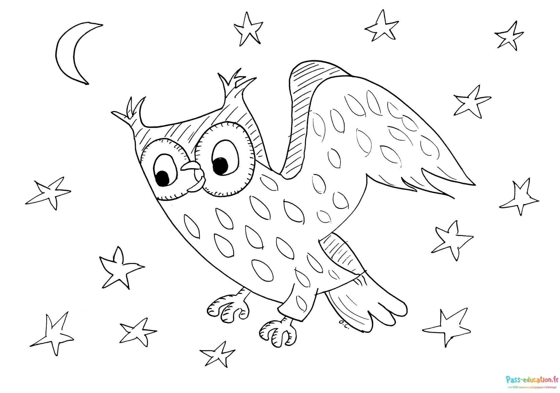 Hibou nocturne