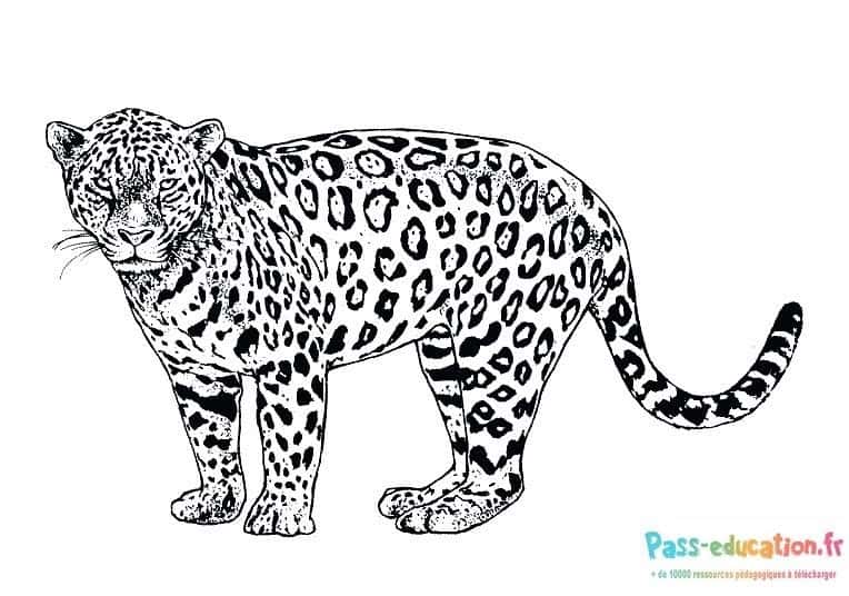 Jaguar à colorier