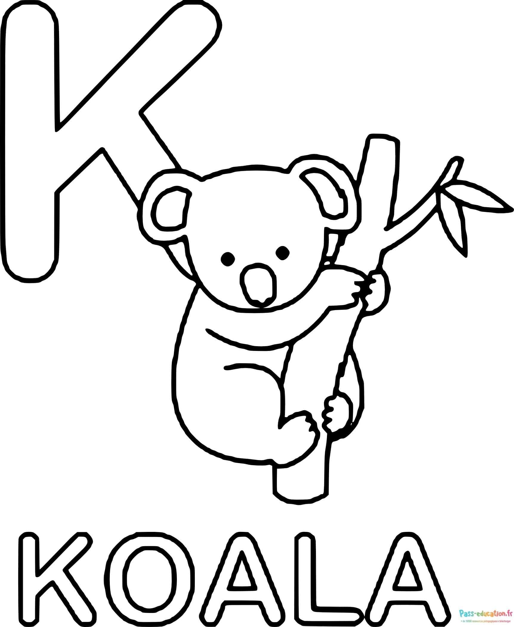 Koala joueur