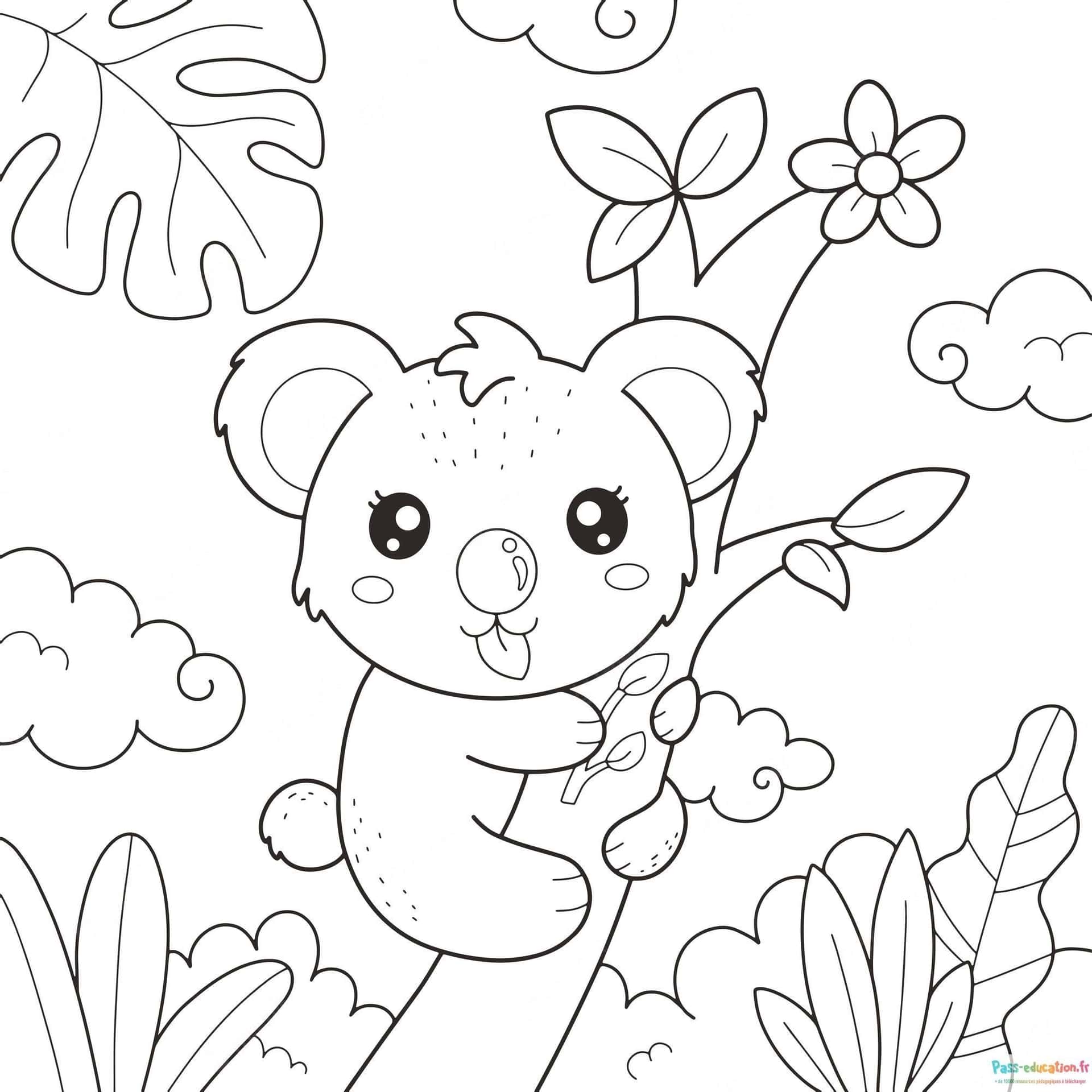 Koala jovial