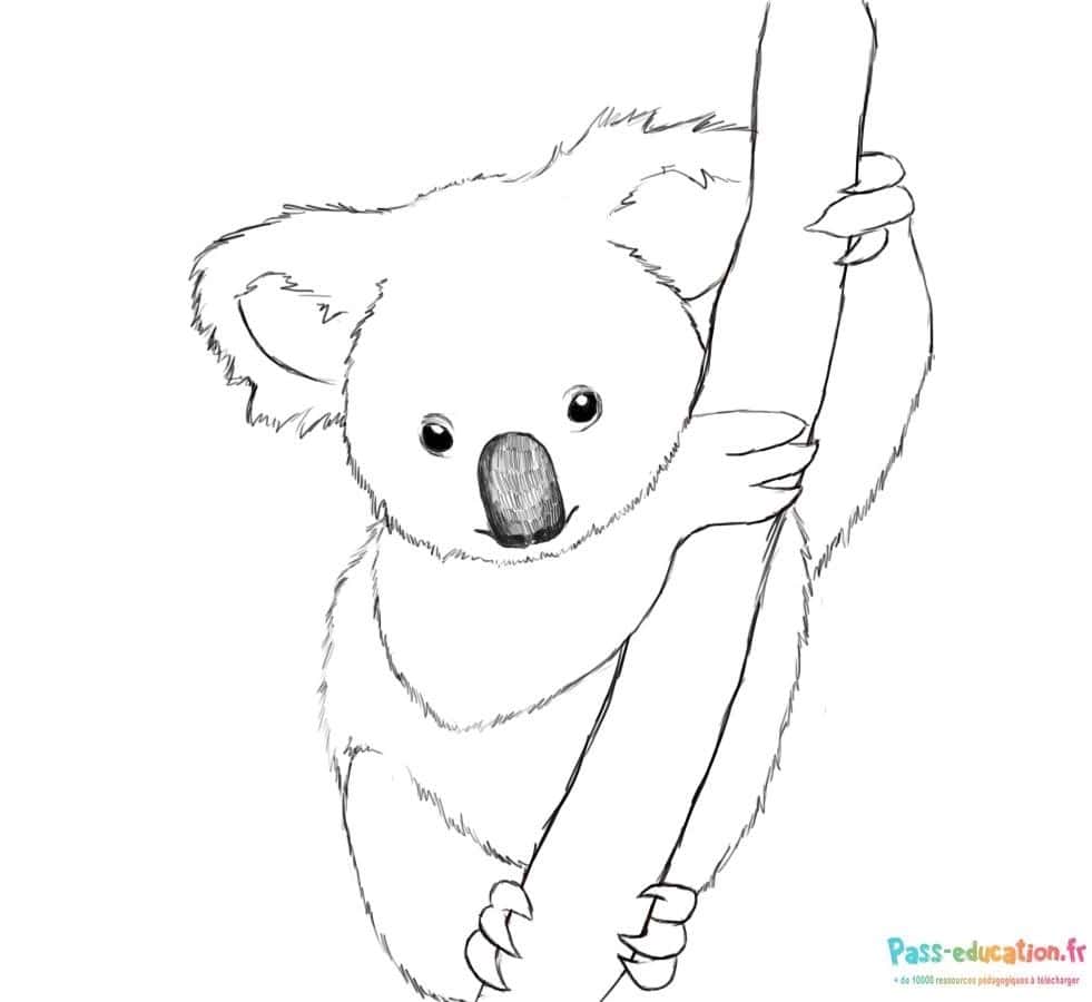 Koala sur l'arbre