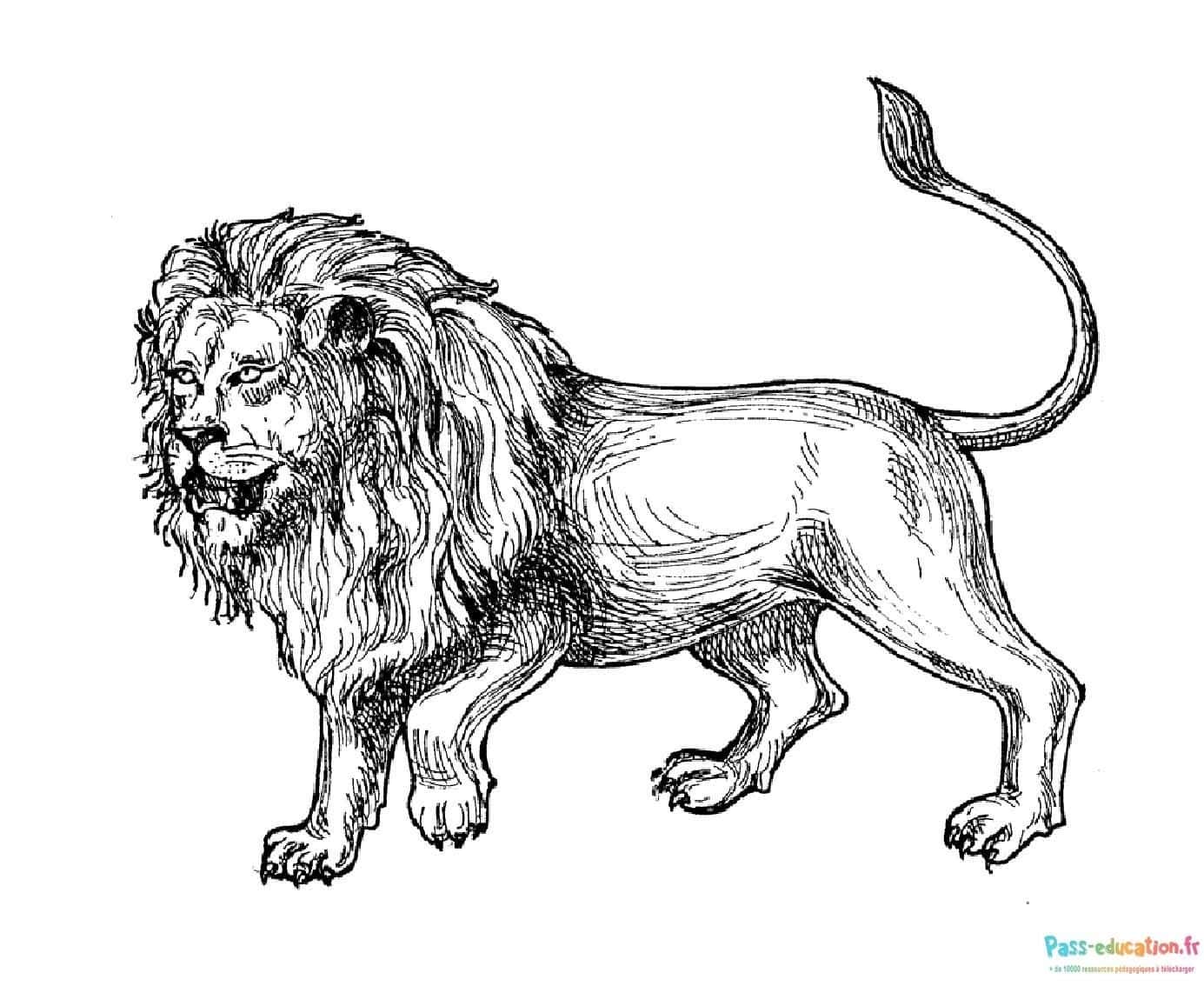 Lion majestueux