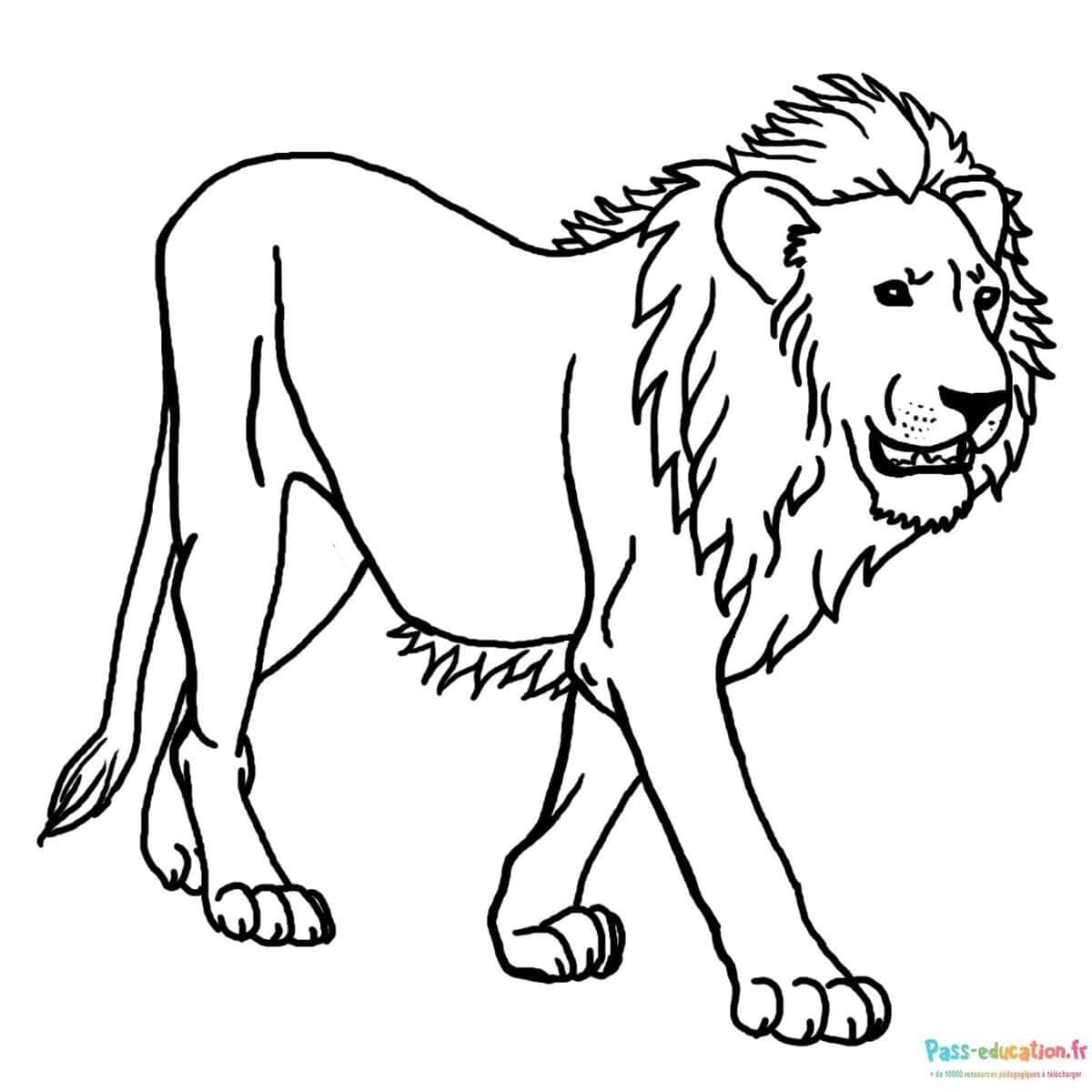 Lion majestueux