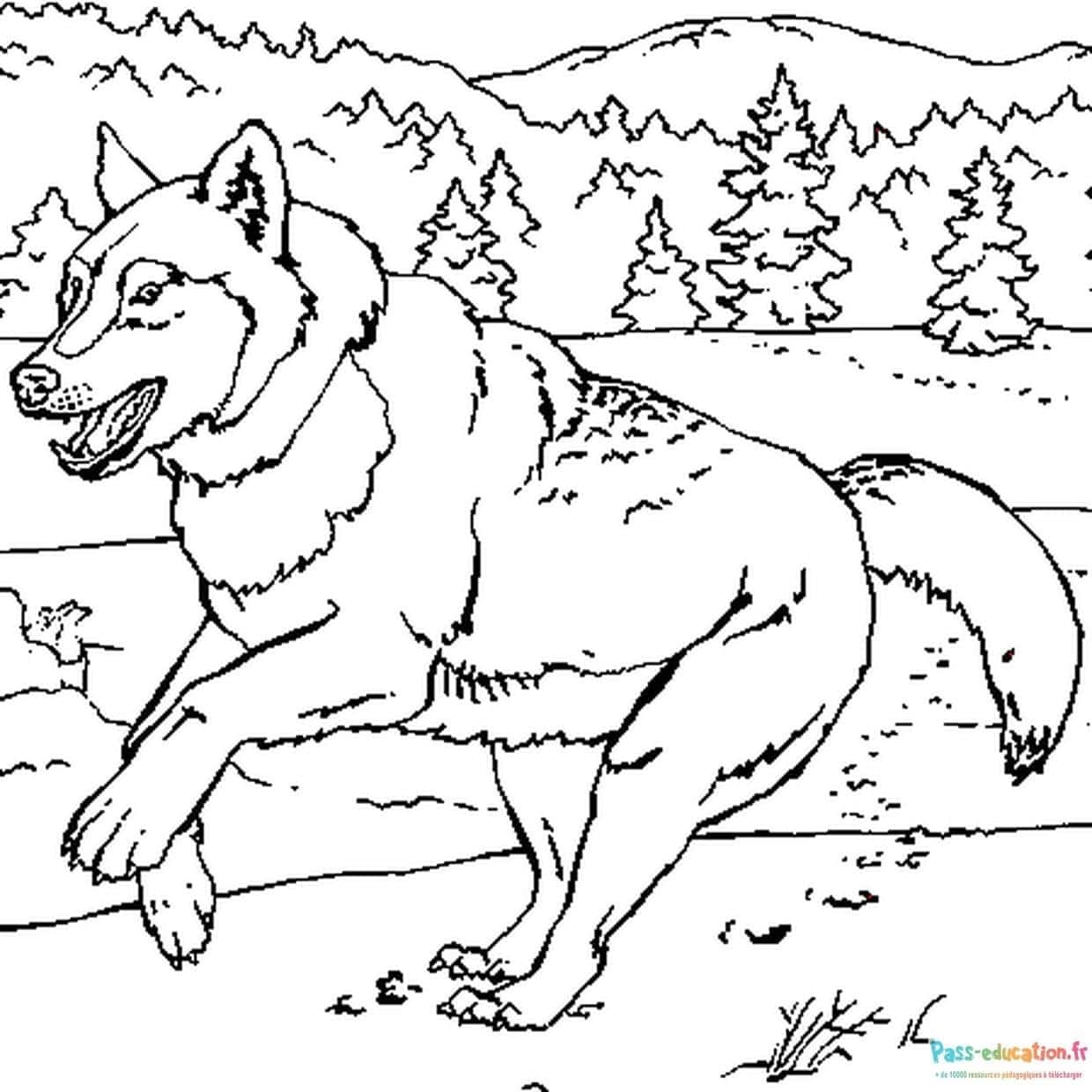 Loup en montagne