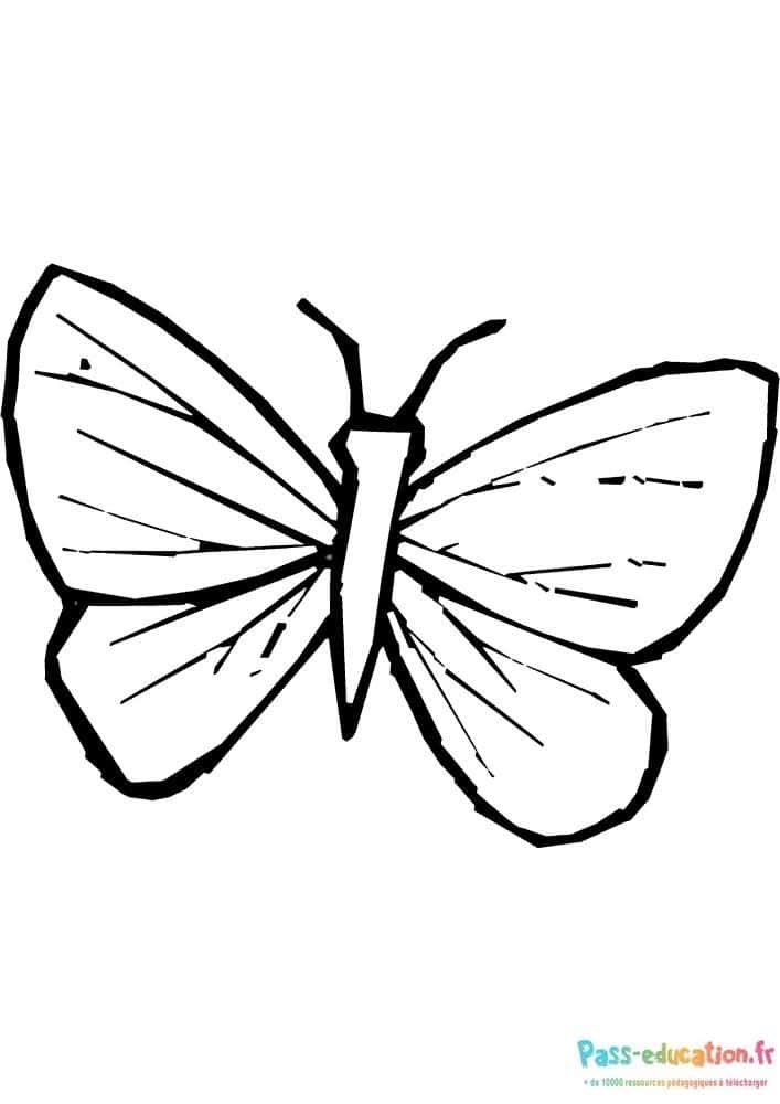 Papillon simple