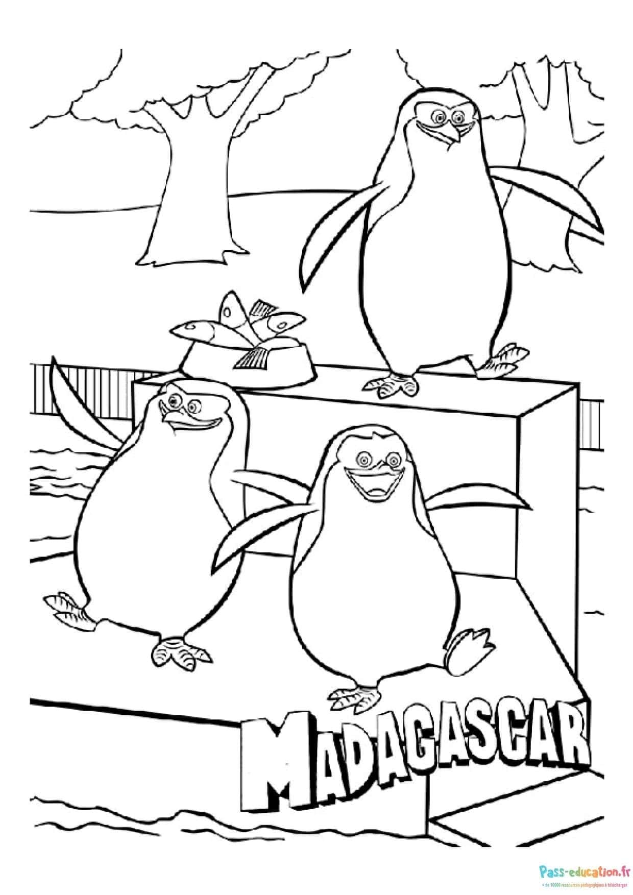 Pingouins de Madagascar