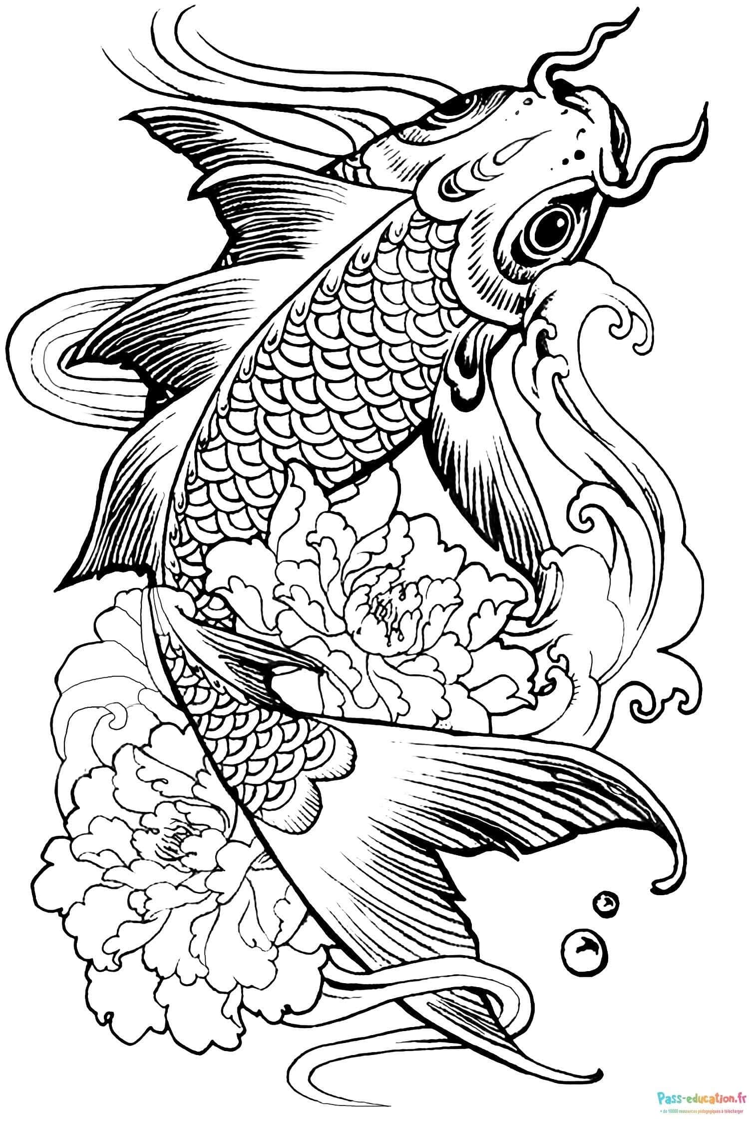 Poisson koi japonais