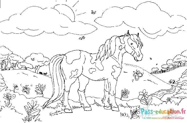 Poney dans la prairie