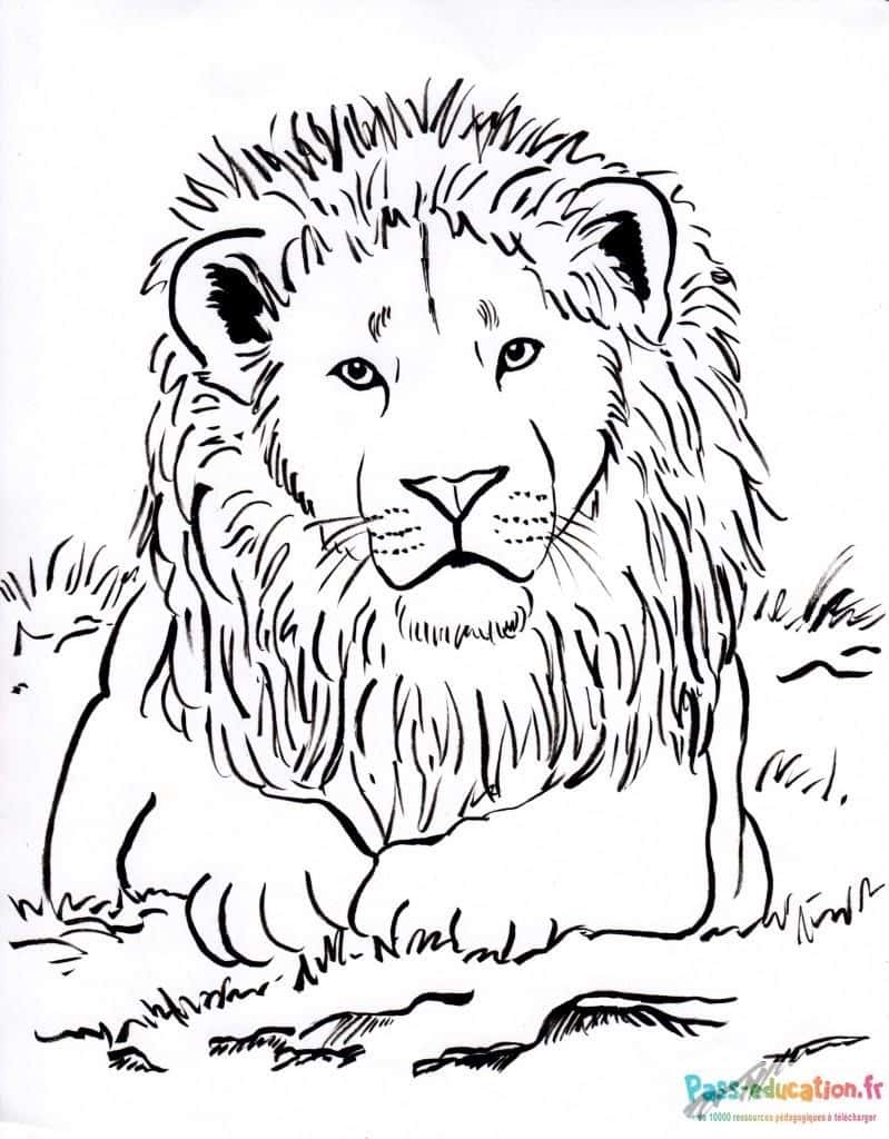 Portrait de lion