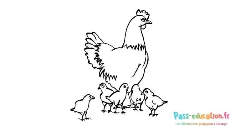 Poule et poussins