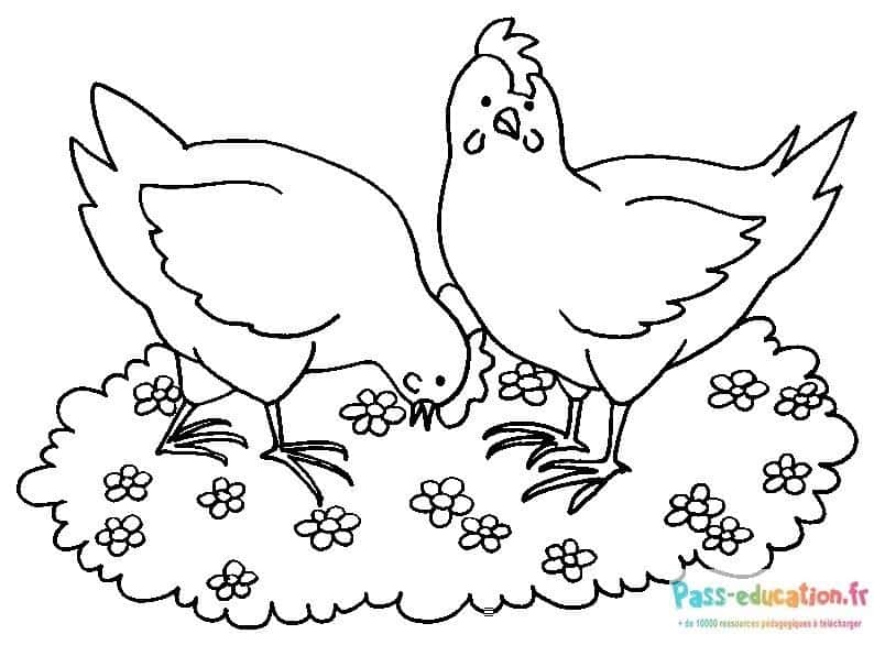 Poules picorant