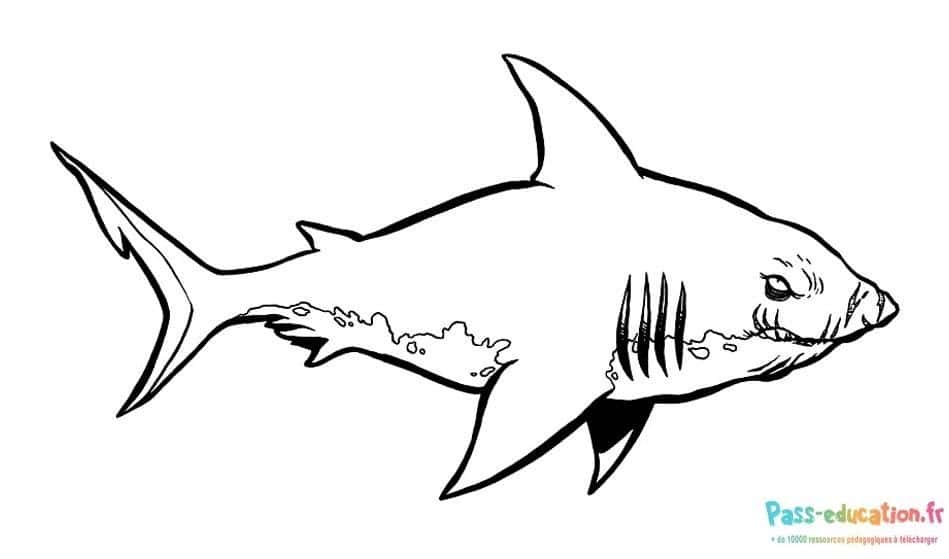 Requin prêt à colorier