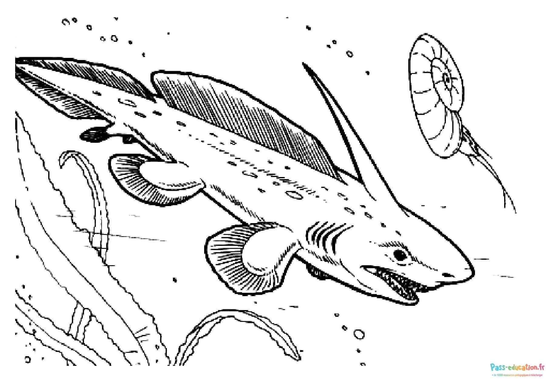 Requin préhistorique