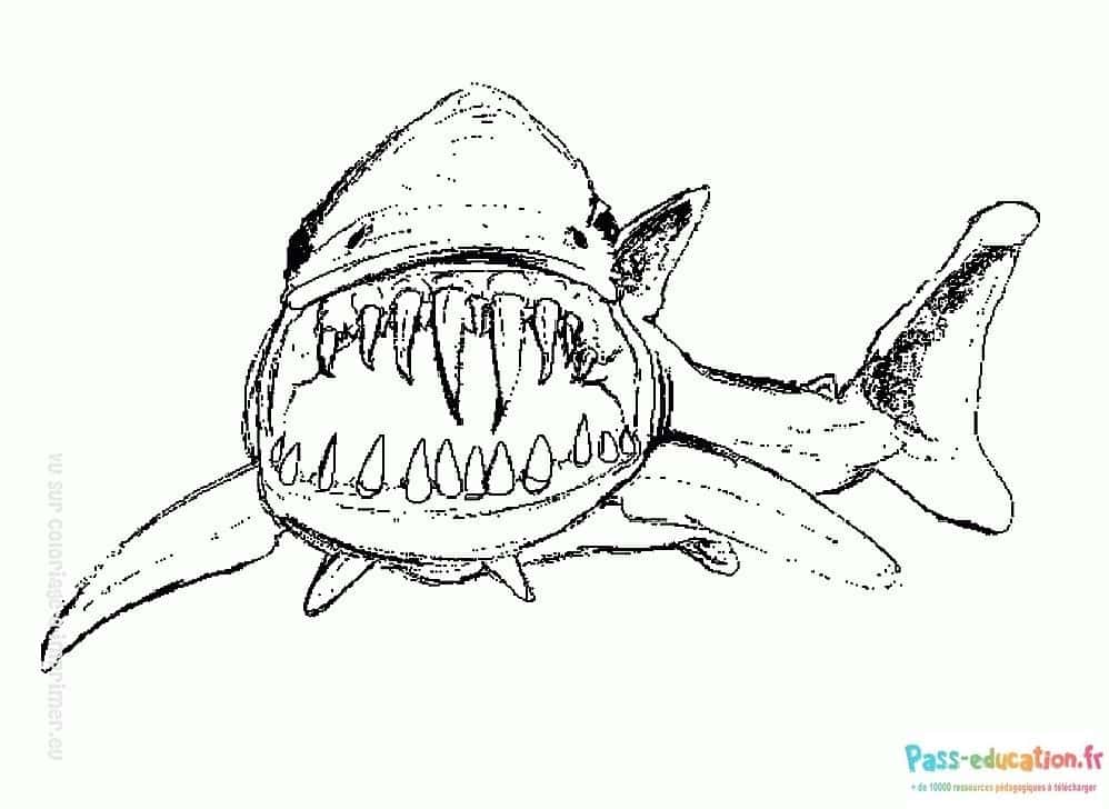 Requin souriant féroce gratuit à imprimer