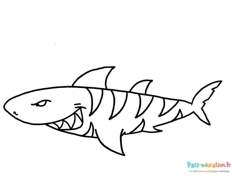 Requin souriant