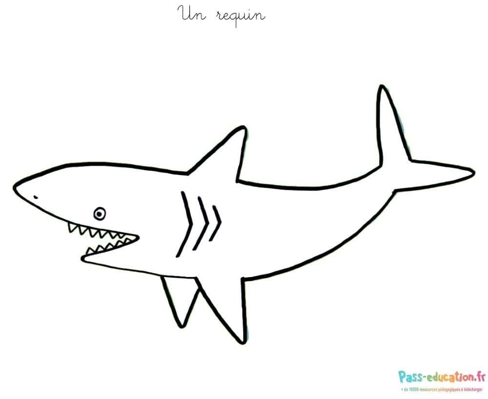 Requin souriant