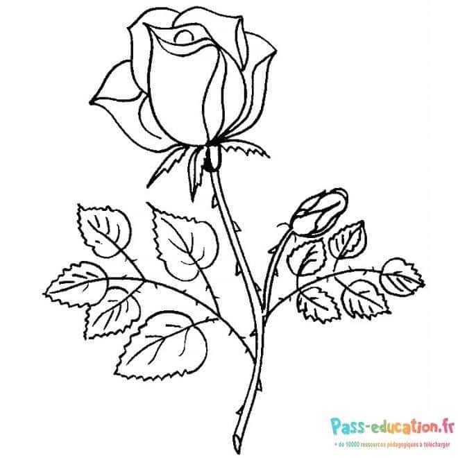 Rose délicate