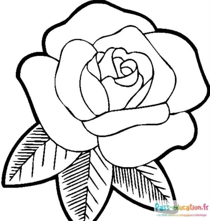 Rose à colorier