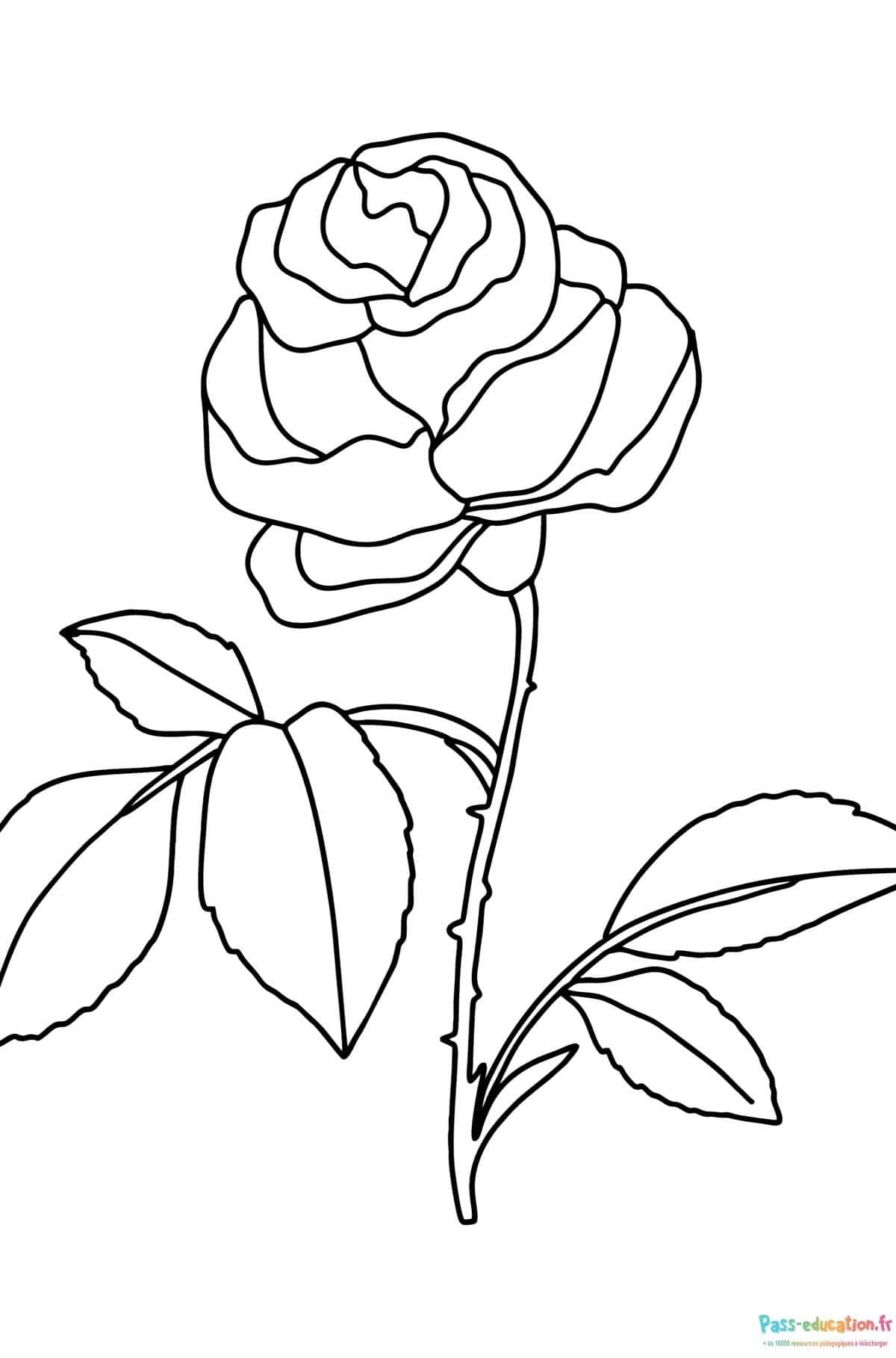 Rose à colorier