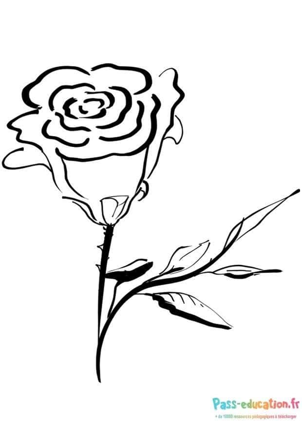 Dessin rose élégante