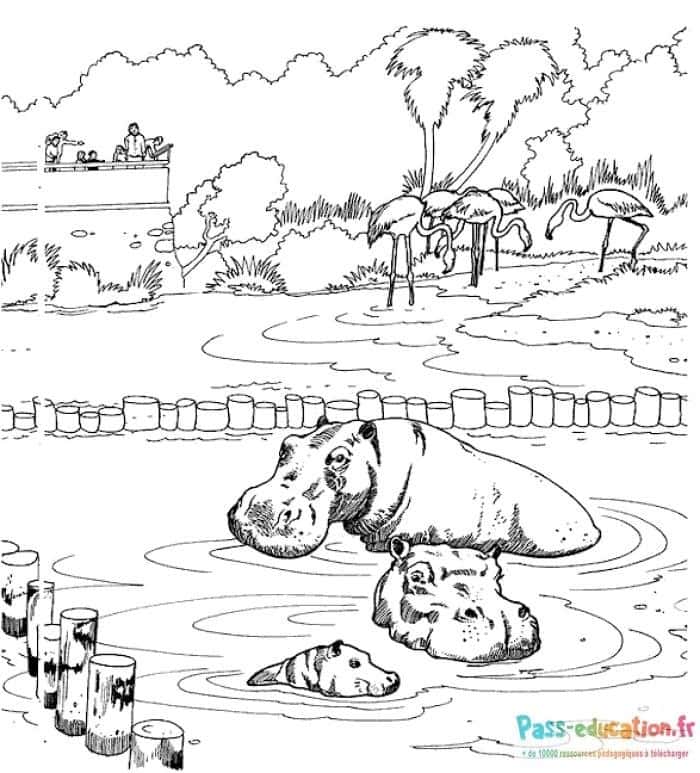 Hippopotames au zoo