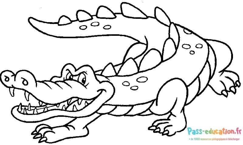 Crocodile souriant