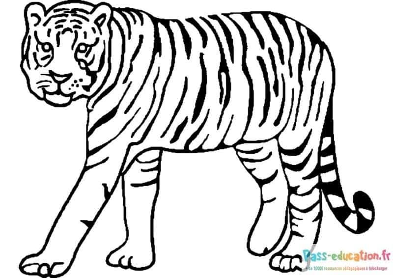 Tigre à colorier