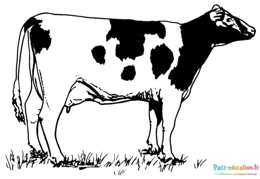 Vache Holstein