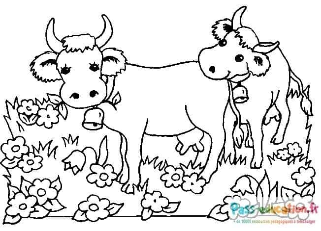 Vaches au pré