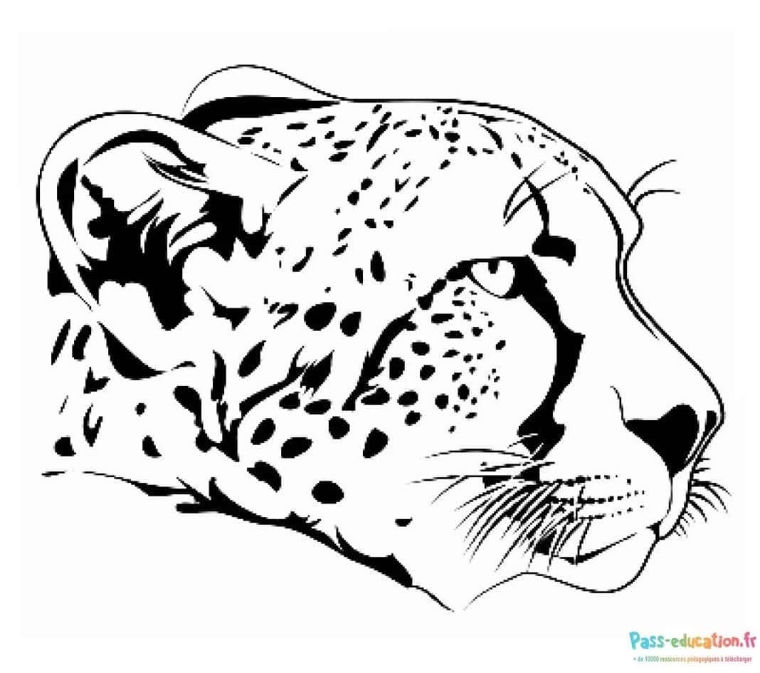 Visage de guépard