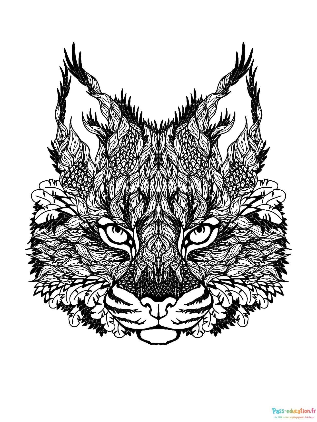 Visage de lynx